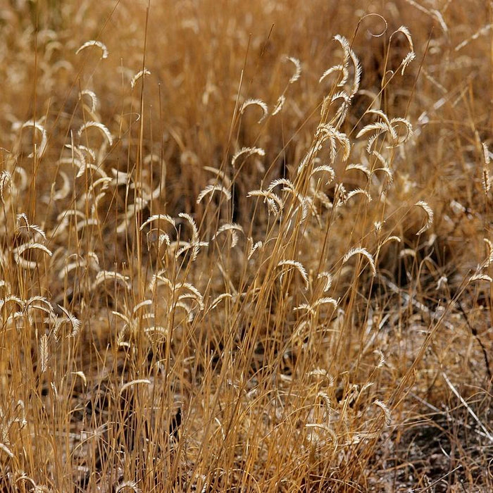 Grass, Blonde Ambition Blue Grama