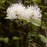 Fothergilla, Mountain Witch-Alder, Tall Fothergilla