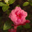 Azalea, Rosebud Azalea