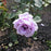 ROSA `BLUE GIRL` 3G