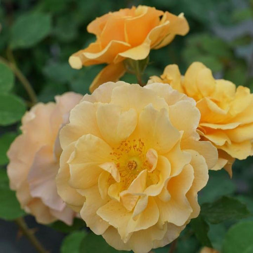 Rose, Rise Up® Amberness® Climbing Rose
