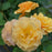 Rose, Rise Up® Amberness® Climbing Rose