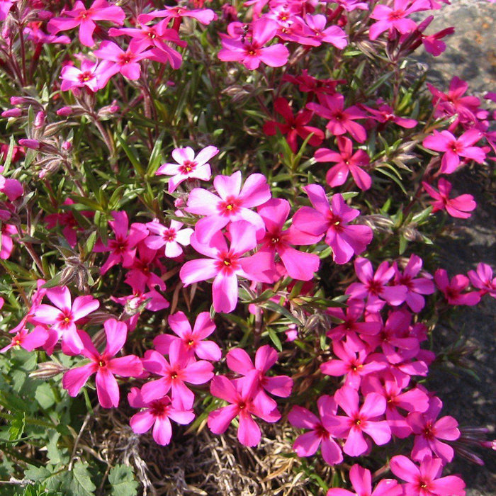 Phlox, Scarlet Flame Creeping Phlox