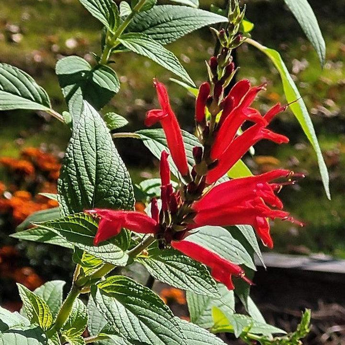 Sage, Pineapple Sage