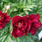 Peony, Scarlet Heaven Itoh Peony