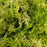 False Cypress, Soft Serve® Gold False Cypress