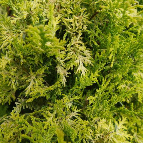 False Cypress, Soft Serve® Gold False Cypress