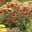 Coneflower, Color Coded® Frankly Scarlet Echinacea