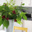 Sweetshrub, Aphrodite Sweetshrub