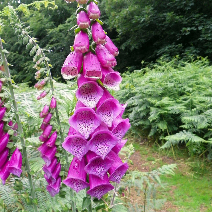 Foxglove, Dalmatian Purple Foxglove