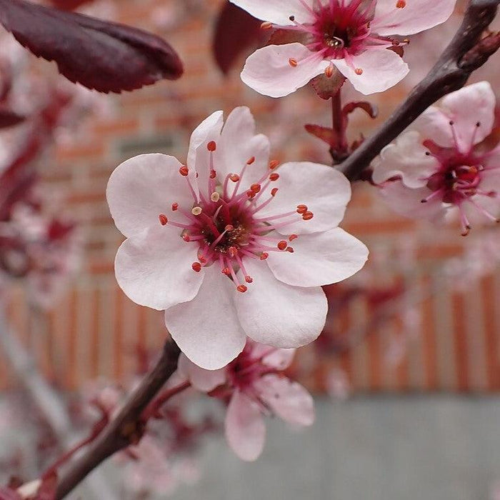 Sandcherry, Purpleleaf Sandcherry