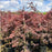Maple, Tamukeyama Japanese Maple