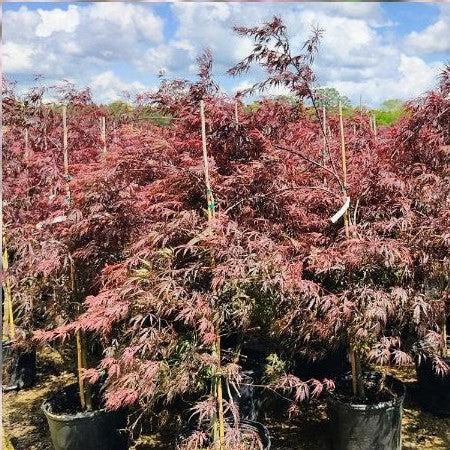 Maple, Tamukeyama Japanese Maple