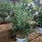 Butterfly Bush, Mop Top™ Fountain Butterfly Bush