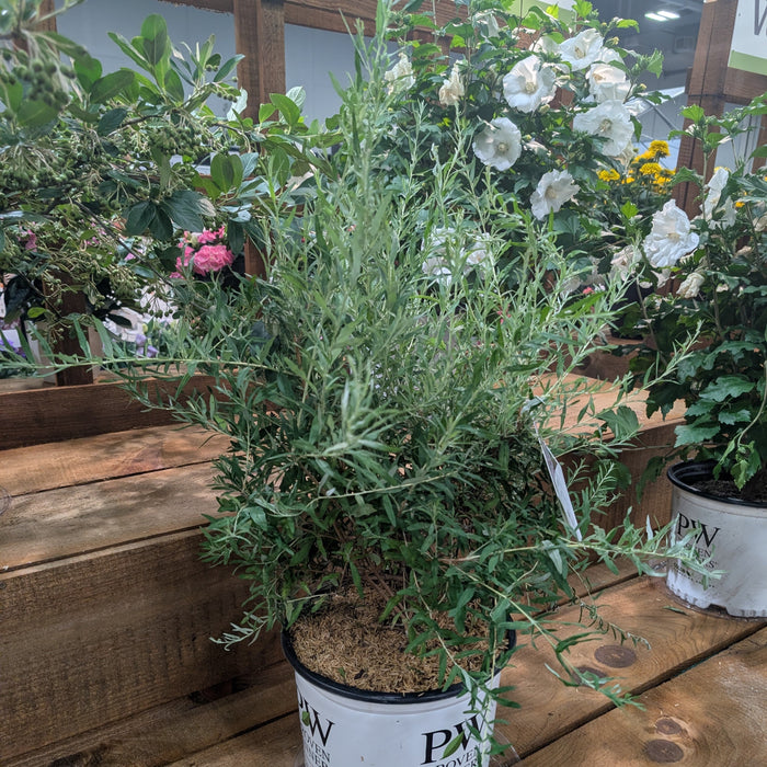 Butterfly Bush, Mop Top™ Fountain Butterfly Bush