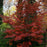 Dogwood,  Kousa Dogwood