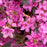 Azalea, Karen Azalea