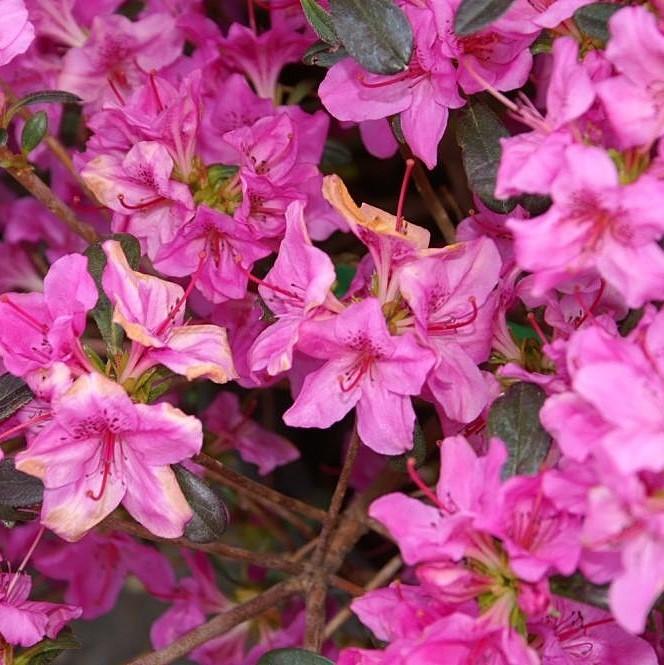 Azalea, Karen Azalea