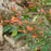Hyssop, Kudos™ Mandarin Hummingbird Mint
