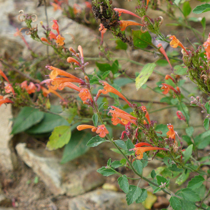 Hyssop, Kudos™ Mandarin Hummingbird Mint