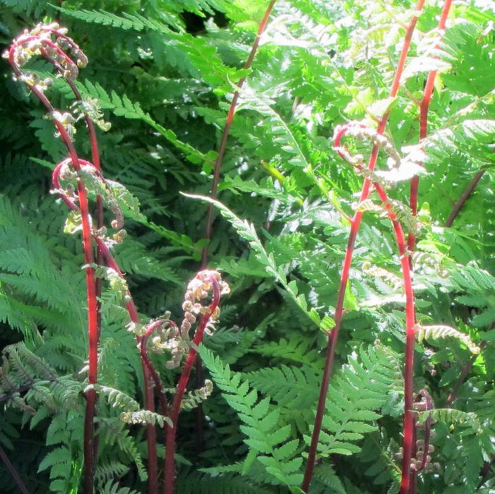 Fern, Lady in Red Fern, Northern Lady Fern