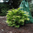 False Cypress, Golden Hinoki False Cypress