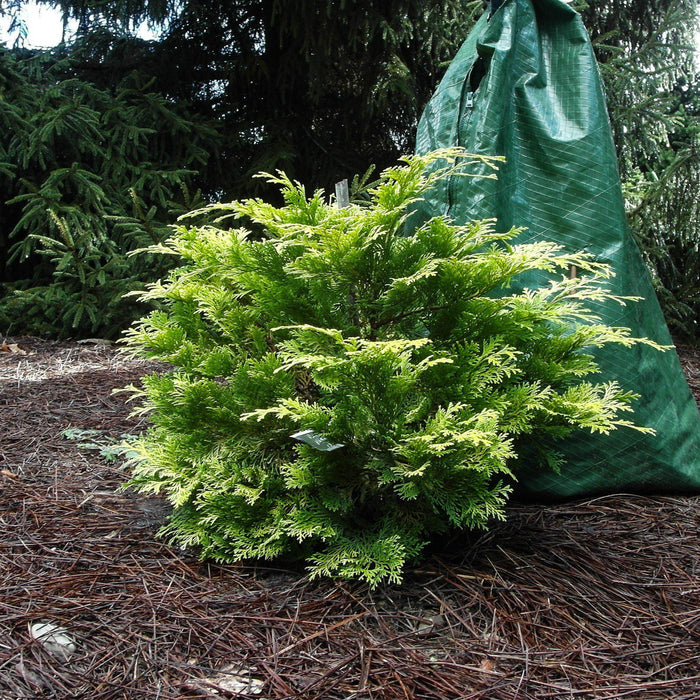 False Cypress, Golden Hinoki False Cypress