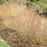 Dogwood, Kelseyi Red Twig Dogwood
