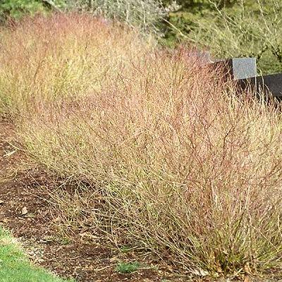 Dogwood, Kelseyi Red Twig Dogwood