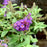 Butterfly Bush, Pugster Blue® Dwarf Butterfly Bush
