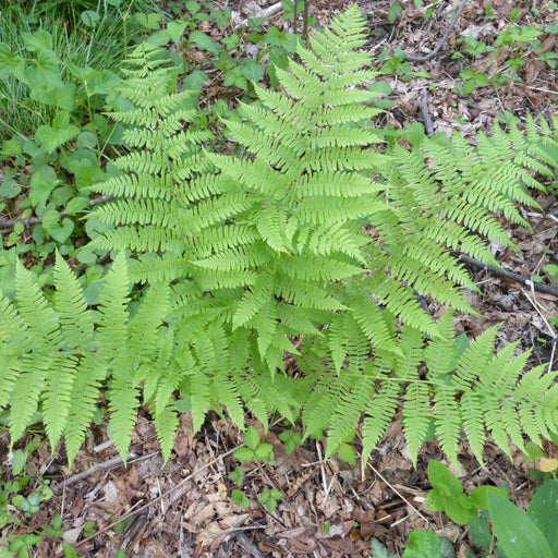 Fern, Hayscented Fern