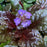 Bugle Weed, Black Scallop Bugle Weed
