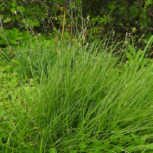 Sedge, Grassland Sedge