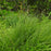 Sedge, Grassland Sedge