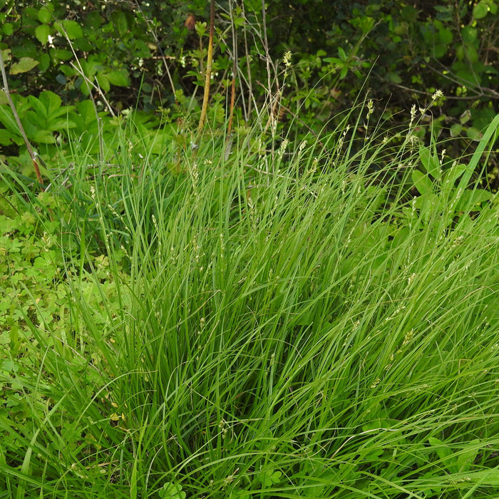 Sedge, Grassland Sedge