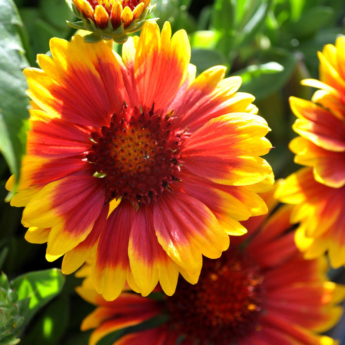 Blanket Flower, Arizona Sun Blanket Flower