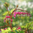 Bleeding Heart, Gold Heart Bleeding Heart
