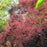 Smoke Tree, Royal Purple Smoke Tree