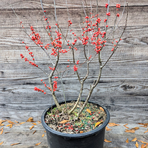 Holly, Winter Red Winterberry Holly