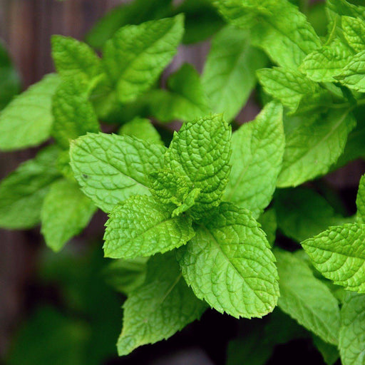 Mint, Mojito Peppermint
