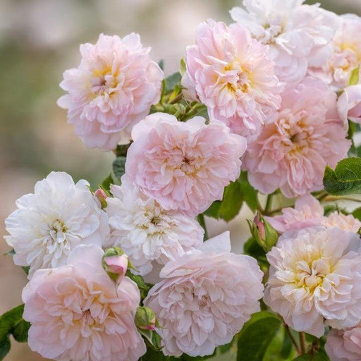 Rose, Elizabeth® Rose
