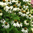 Coneflower, White Swan Echinacea, Coneflower
