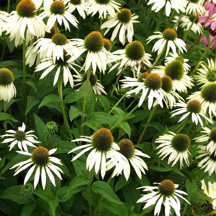 Coneflower, White Swan Echinacea, Coneflower