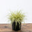 Sedge, Evergold Variegated Sedge