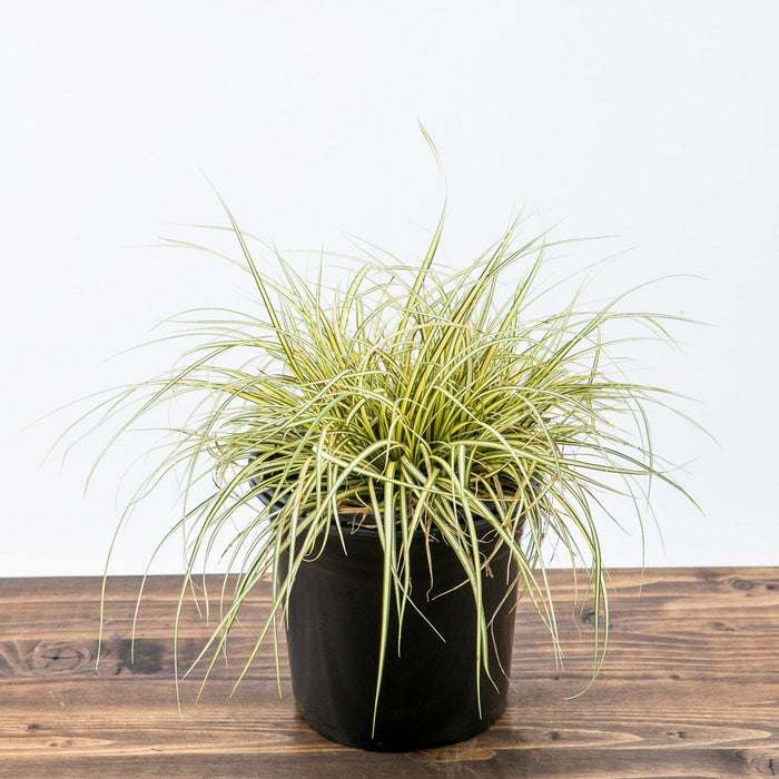 Sedge, Evergold Variegated Sedge