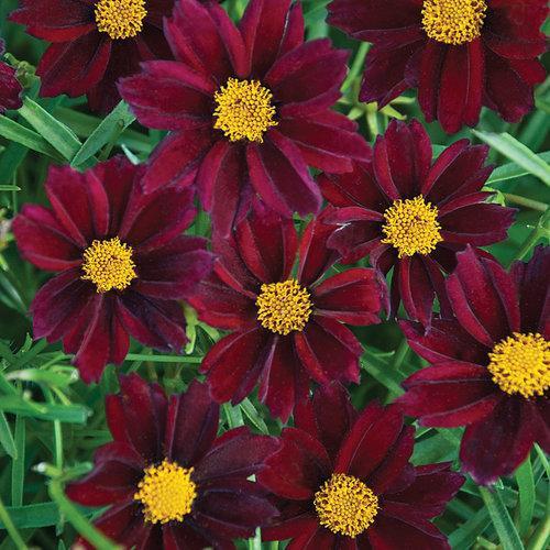 Tickseed, Big Bang™ Mercury Rising Tickseed