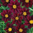 Tickseed, Big Bang™ Mercury Rising Tickseed