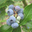 Blueberry, Patriot Highbush Blueberry