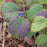 Viburnum, Autumn Jazz Viburnum