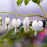 Bleeding Heart, White Bleeding Heart